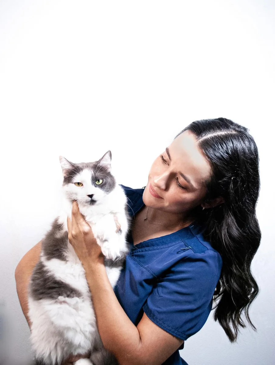Estilista de Petties cargando con cariño a un gato gris y blanco de pelo largo