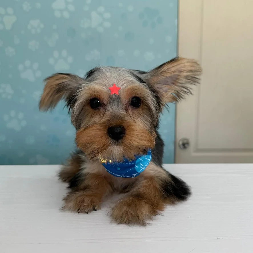 Cachorro Yorkshire Terrier con pañoleta azul y una estrellita roja en la frente