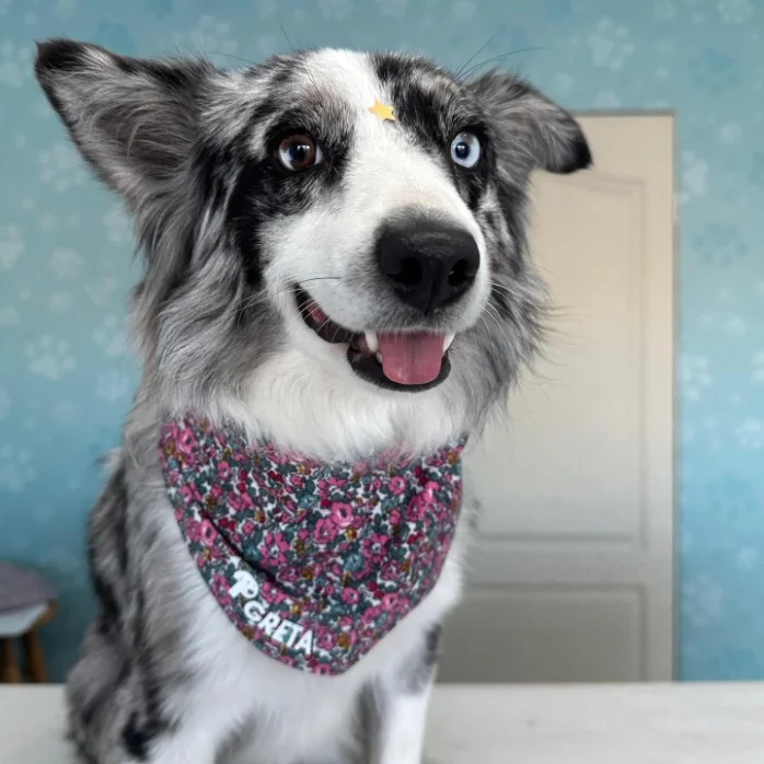 Border Collie con pañoleta floral personalizada y una estrellita dorada