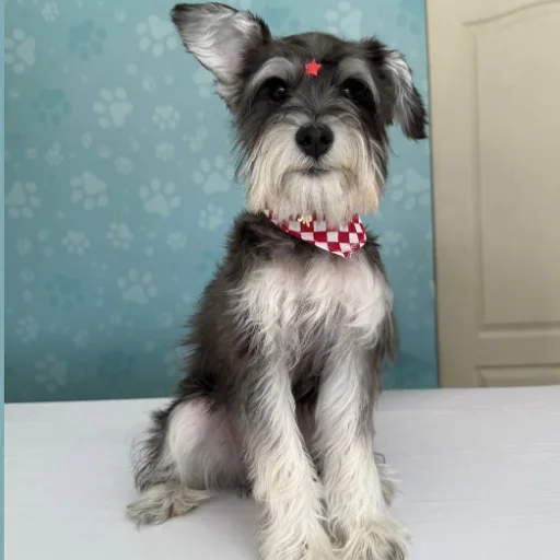 Schnauzer recién bañado con pañoleta de cuadros rojos
