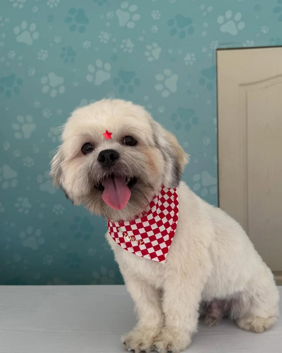 Perrito color crema sonriente con pañoleta de cuadros rojos y estrellita