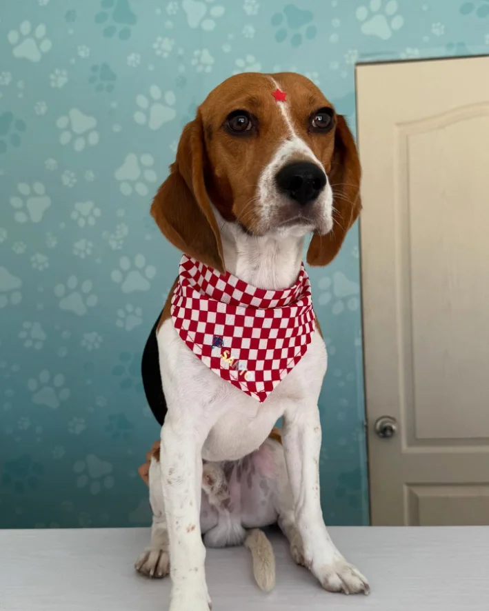 Beagle con pañoleta de cuadros rojos y una estrellita en la frente